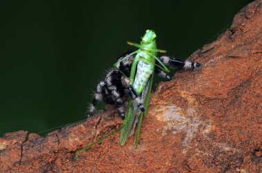 örümcek çekirge yiyor