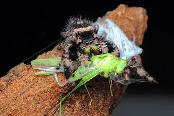 Spinne Frisst Heuschrecke — Stockfoto