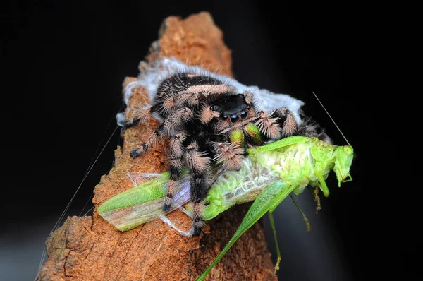 Spinne Frisst Heuschrecke — Stockfoto