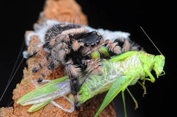 Spinne Frisst Heuschrecke — Stockfoto