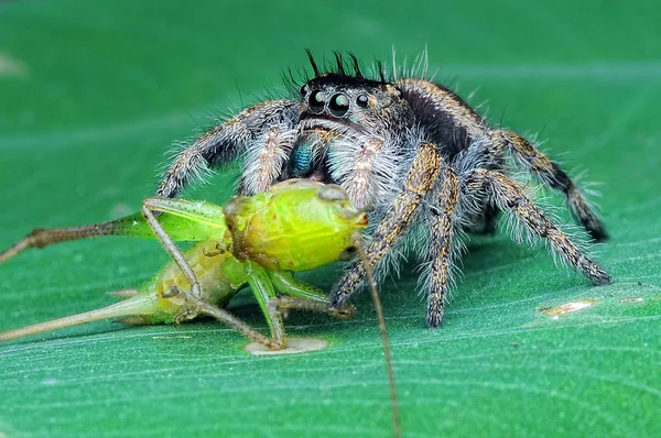 Araña Está Comiendo Saltamontes — Foto de Stock