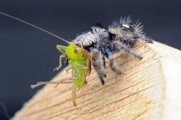 Spinne Frisst Heuschrecke — Stockfoto