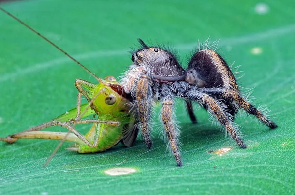 Spinne Frisst Heuschrecke — Stockfoto