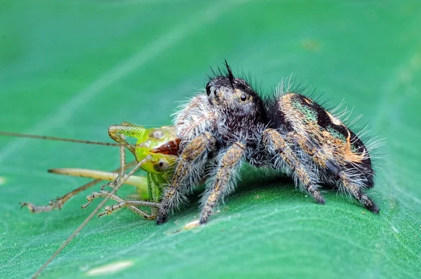Pavouk Žere Kobylku — Stock fotografie