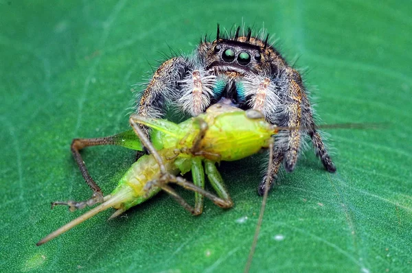 クモはバッタを食べている — ストック写真