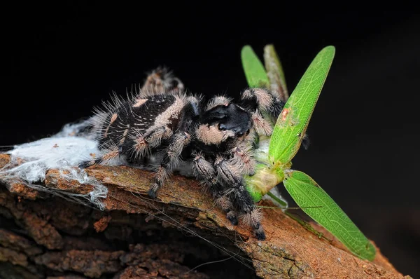 Αράχνη Τρώει Ακρίδα — Φωτογραφία Αρχείου