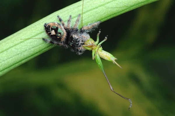 Aranha Está Comendo Gafanhoto — Fotografia de Stock