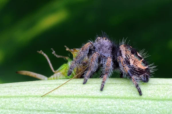 Spinne Frisst Heuschrecke — Stockfoto