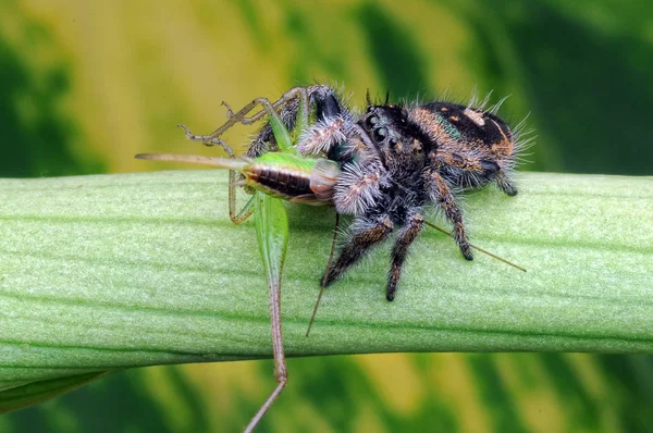 Spinne Frisst Heuschrecke — Stockfoto