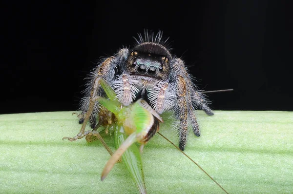 Pavouk Žere Kobylku — Stock fotografie