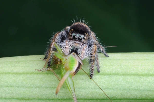Αράχνη Τρώει Ακρίδα — Φωτογραφία Αρχείου