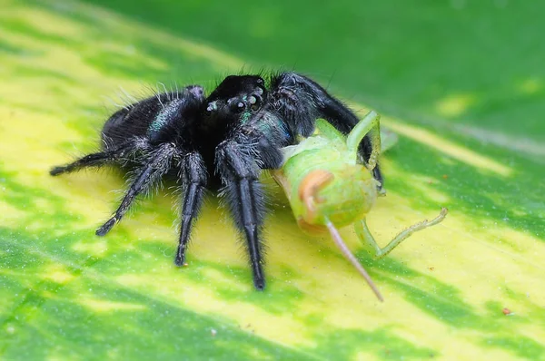 Aranha Está Comendo Gafanhoto — Fotografia de Stock