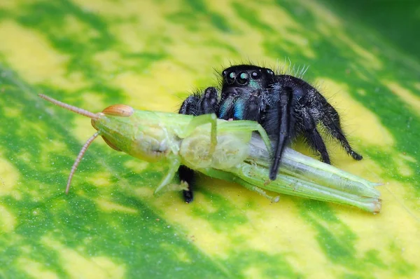 Spinne Frisst Heuschrecke — Stockfoto