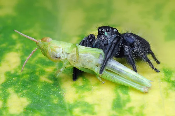 Spinne Frisst Heuschrecke — Stockfoto