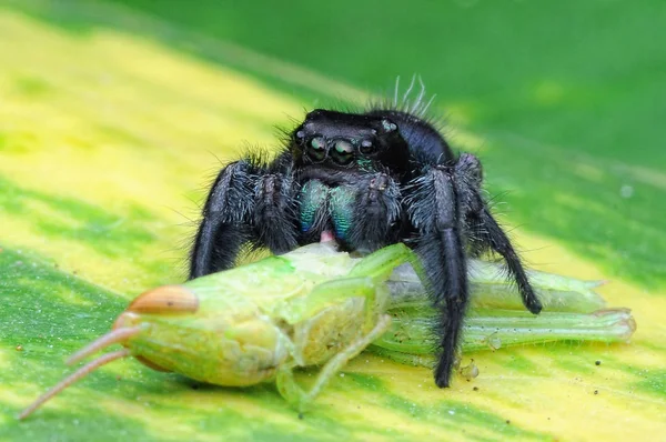 Spinne Frisst Heuschrecke — Stockfoto