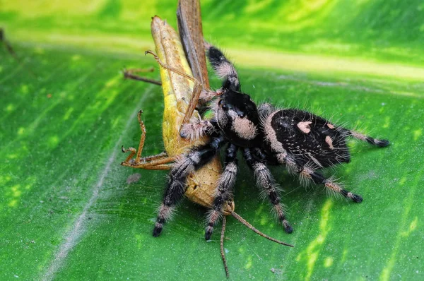 Spinne Frisst Heuschrecke — Stockfoto