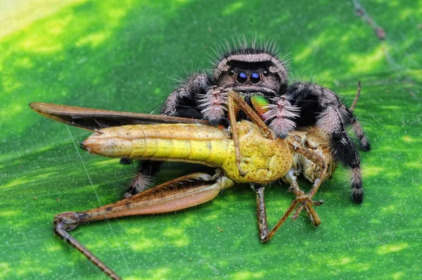 Aranha Está Comendo Gafanhoto — Fotografia de Stock