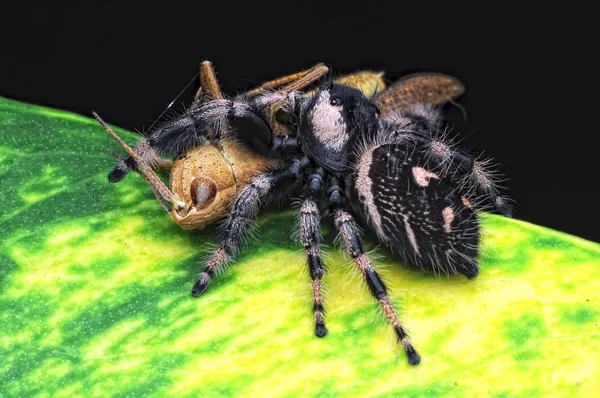 Araña Está Comiendo Saltamontes — Foto de Stock