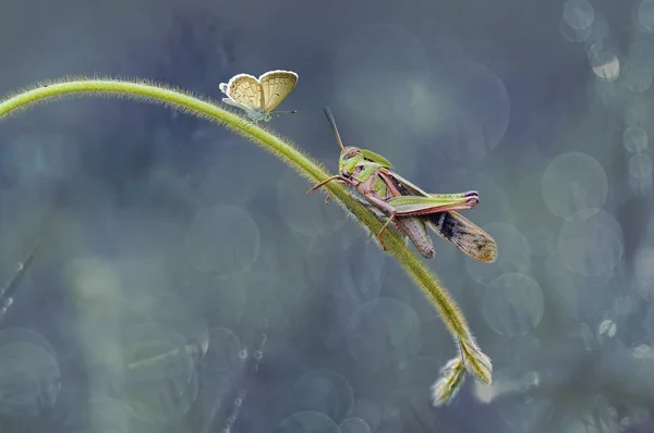 Schmetterlinge Schmetterling Schmetterling Hintergrund Schmetterling Themen Schmetterling Tapete — Stockfoto