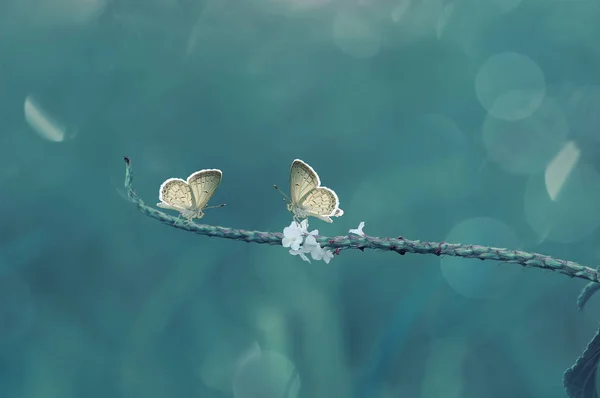 Πεταλούδες Πεταλούδα Φόντο Πεταλούδα Θέματα Πεταλούδα Ταπετσαρία Πεταλούδα — Φωτογραφία Αρχείου