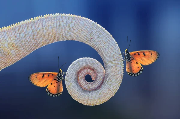 Motýli Motýl Motýlí Pozadí Motýlí Motivy Tapeta — Stock fotografie