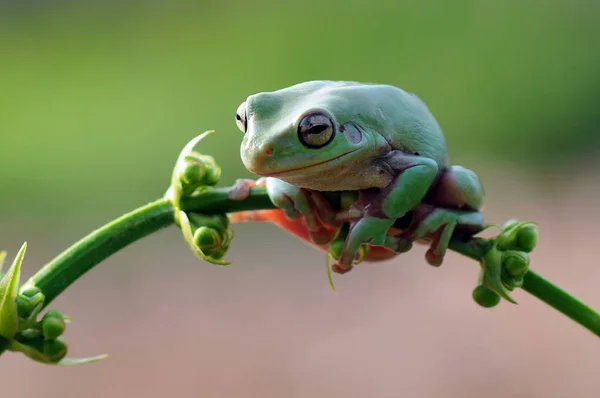 Flygande Groda Grodor Lövgroda Groddjur — Stockfoto