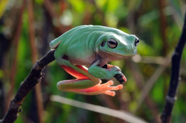 Flygande Groda Grodor Lövgroda Groddjur — Stockfoto