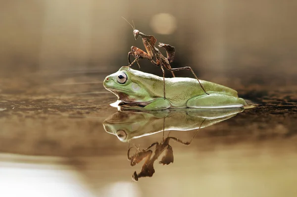 Ležáka Žáby Žába Obojživelníci — Stock fotografie