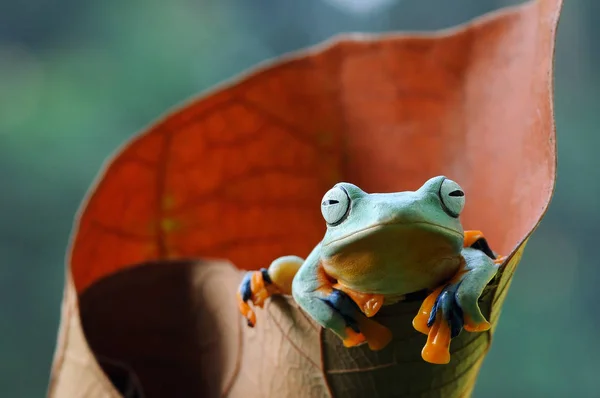Uçan Kurbağa Kurbağa Ağaç Kurbağası Amfibiler — Stok fotoğraf