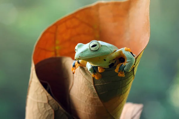 Rana Voladora Ranas Rana Arborícola Anfibios —  Fotos de Stock