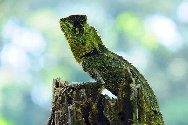 Forêt Dragon Forêt Dragon Lézard — Photo