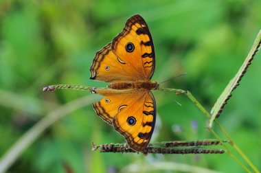 kelebekler, kelebek, kelebek duvar kağıdı, güzellik kelebek,
