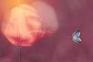 kelebekler, kelebek, kelebek duvar kağıdı, güzellik kelebek,