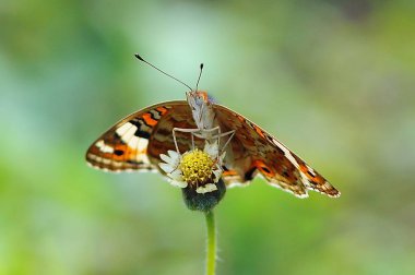 kelebekler, kelebek, kelebek duvar kağıdı, güzellik kelebek,
