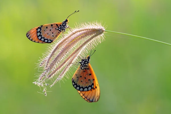 Papillons Papillon Papier Peint Papillon Papillon Beauté — Photo