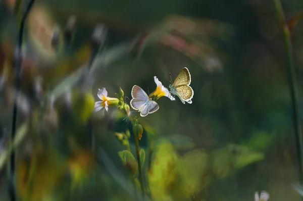 butterflies, butterfly, butterfly wallpaper, beauty butterfly,