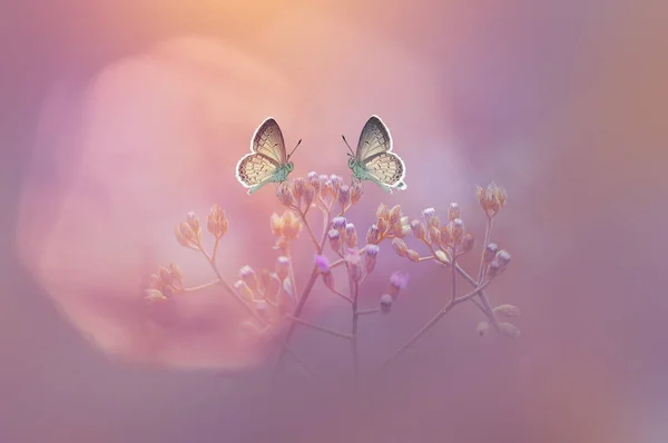 butterflies, butterfly, butterfly wallpaper, beauty butterfly,
