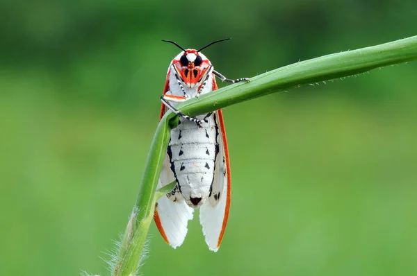 Pillangók Pillangó Pillangó Tapéta Szépség Pillangó — Stock Fotó
