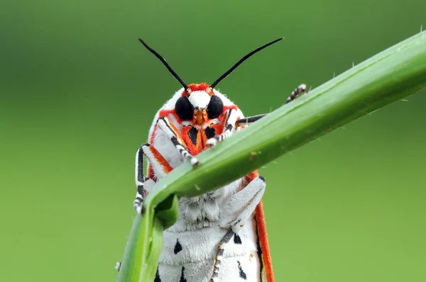 Motýli Motýl Tapety Motýlů Kosmetický Motýl — Stock fotografie