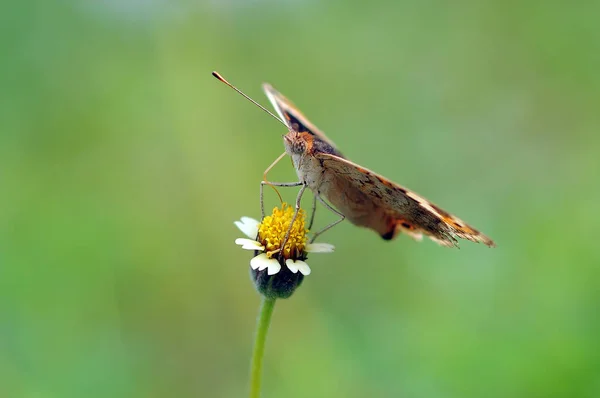 Kelebekler Kelebek Kelebek Duvar Kağıdı Güzellik Kelebek — Stok fotoğraf