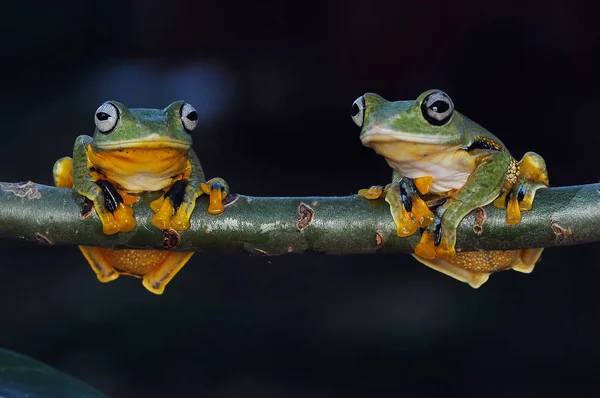 Fliegender Frosch Frösche Laubfrosch — Stockfoto