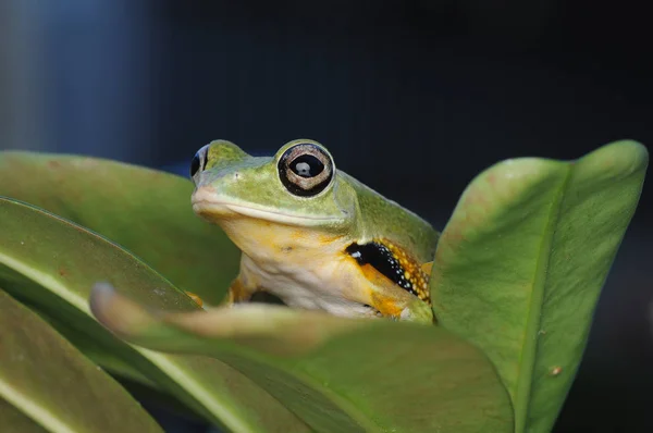 カエル カエル アマガエルを飛んでください — ストック写真