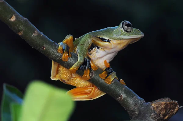 Uçan Kurbağa Kurbağalar Ağaç Kurbağası — Stok fotoğraf