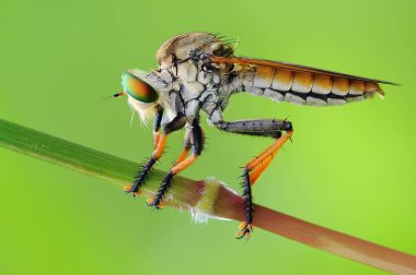 soyguncu sinek, böcek, makro, 