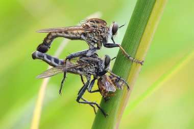 soyguncu sinek, böcek, makro, 