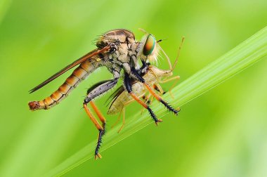 soyguncu sinek, böcek, makro, 