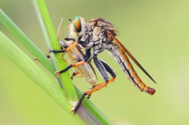 soyguncu sinek, böcek, makro, 