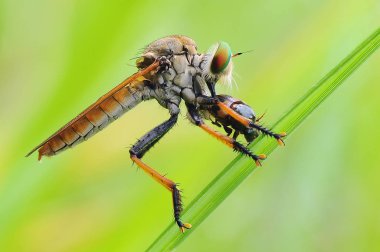 soyguncu sinek, böcek, makro, 