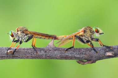 soyguncu sinek, böcek, makro, 