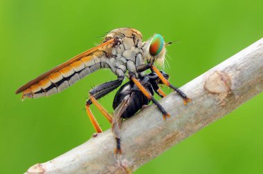 soyguncu sinek, böcek, makro, 